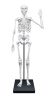 BUKI Összeépíthető emberi csontváz 85 cm-es  