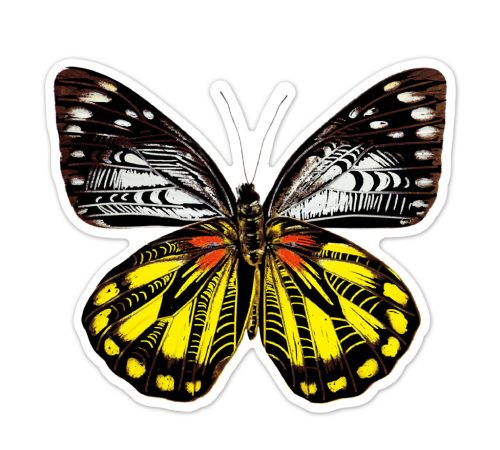 Karckép matricák, Pillangók Avenir