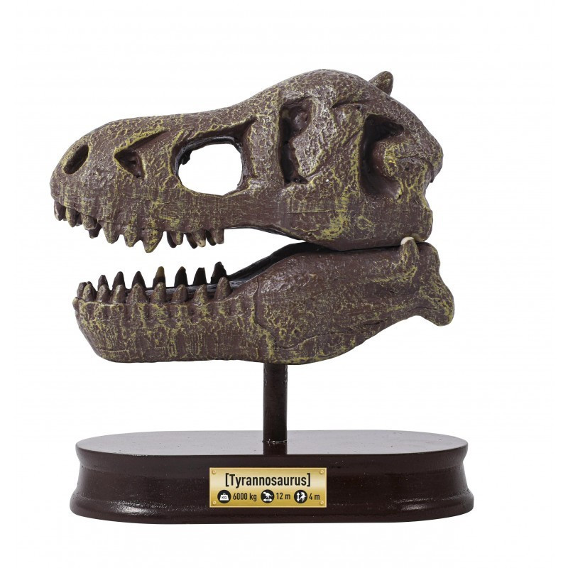 Tyrannosaurus koponya ásatás