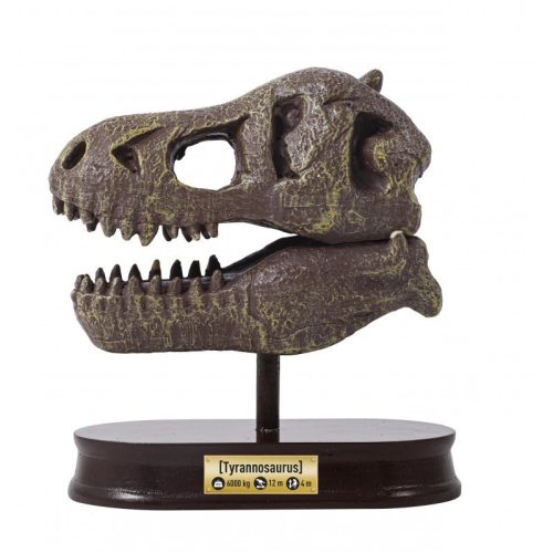 Tyrannosaurus koponya felfedező készlet BUKI