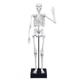 Összeépíthető emberi csontváz 45 cm-es BUKI