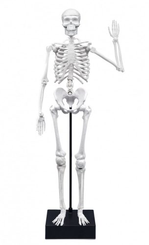 Összeépíthető emberi csontváz 45 cm-es BUKI