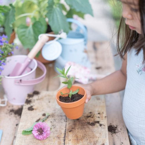 Little Dutch ültető cserép magokkal - Nefelejcs